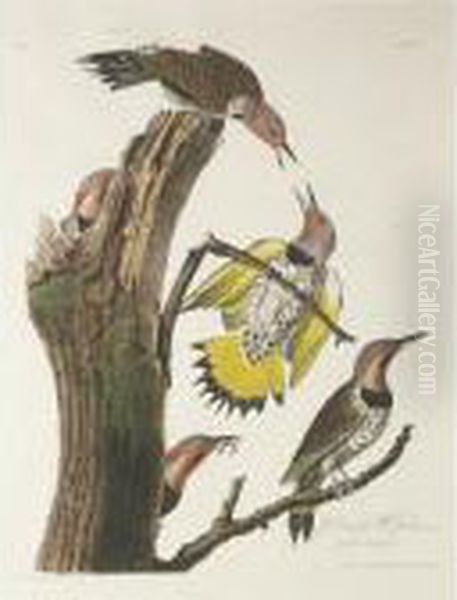 Purple-martin; Golden-winged 
Woodpecker; And American Red Start (plates Xxii, Xxxvii, And Xl) Oil Painting by John James Audubon