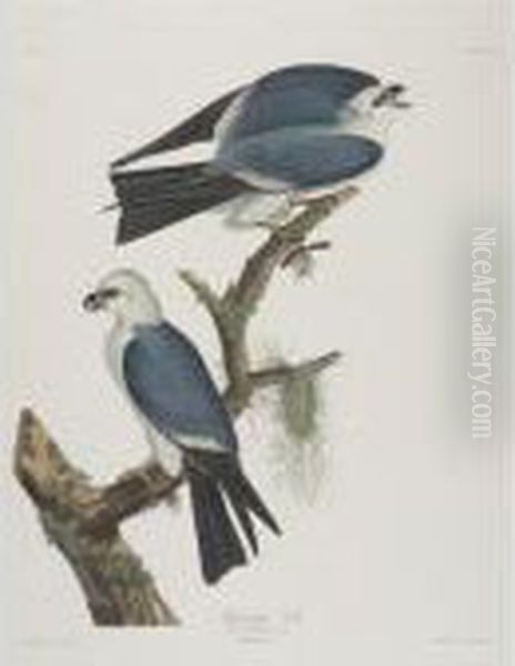 Yellow-breasted Chat; 
Mississippi Kite; And Selby's Flycatcher (plates Cxxxvii, Cxvii And Xi) Oil Painting by John James Audubon