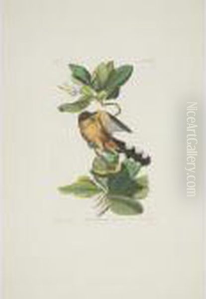 Zenaida Dove; Mangrove Cuckoo; And Blue-headed Pigeon (plates Clxii, Clxix And Clxxii) Oil Painting by John James Audubon