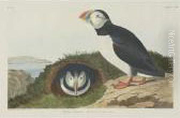 Puffin; And Foolish Guillemot (plates Ccxii And Ccxviii) Oil Painting by John James Audubon