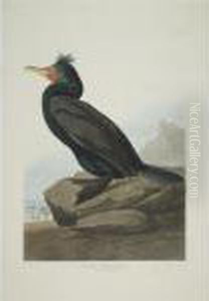 Double-crested Cormorant; 
Fork-tailed Petrel; And Red-necked Grebe (plates Cclvii, Cclx And 
Ccxcviii) Oil Painting by John James Audubon