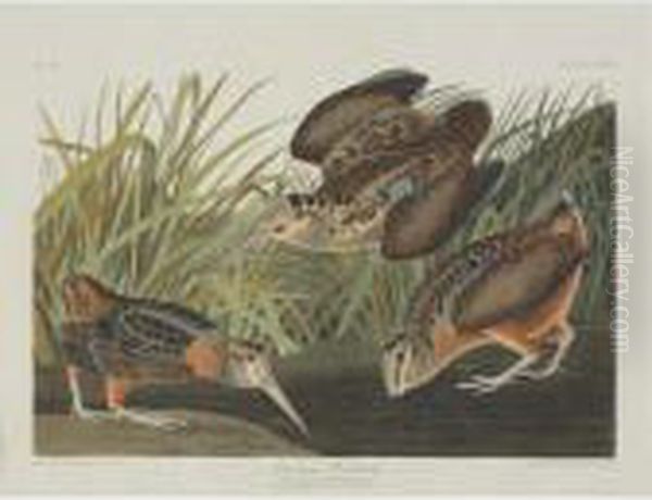 American Woodcock; Greenshank; 
And Schinz's Sandpiper (plate Cclxviii, Cclxix And Cclxxviii) Oil Painting by John James Audubon