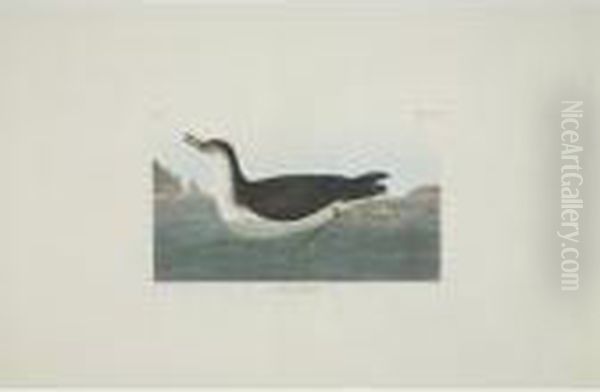 Red-backed Sandpiper; Manks 
Shearwater; And Bartram Sandpiper (plates Ccxc, Ccxcv And Cciii) Oil Painting by John James Audubon