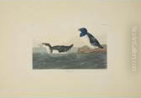 Long-tailed Duck; Black Or Surf 
Duck; And Little Auk (plates Cccxii, Cccxvii And Ccxxxlx) Oil Painting by John James Audubon