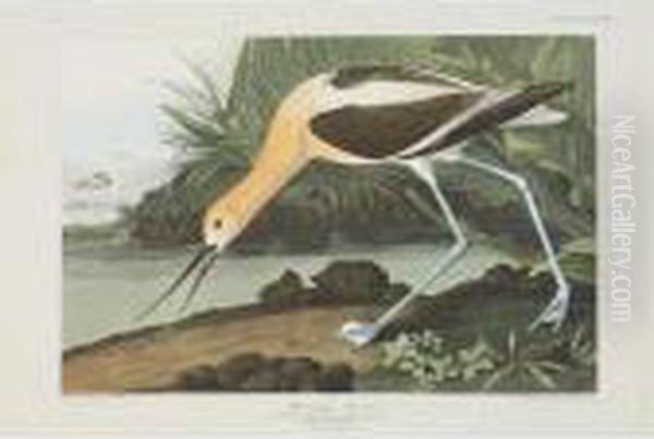 American Avocet, Red-breasted 
Snipe, And Golden-eye Duck (plate Cccxviii, Cccxxxv And Ccciii) Oil Painting by John James Audubon