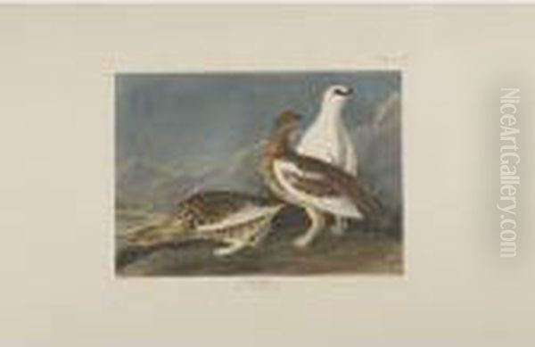Long-tailed Or Dusky Grous; Rock
 Grous; And Sharp-tailed Grous (plates Ccclxi, Ccclxii, And Ccclxviii) Oil Painting by John James Audubon