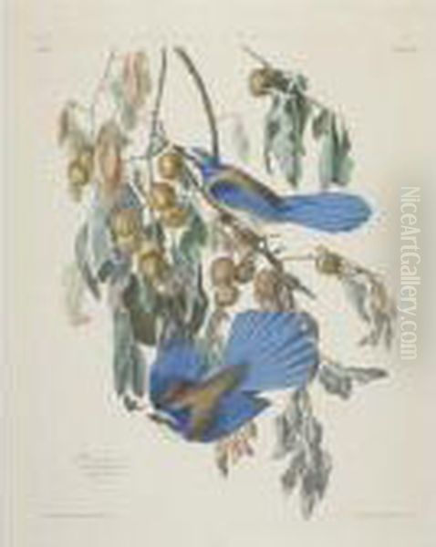 Florida Jay (plate 87) Oil Painting by John James Audubon