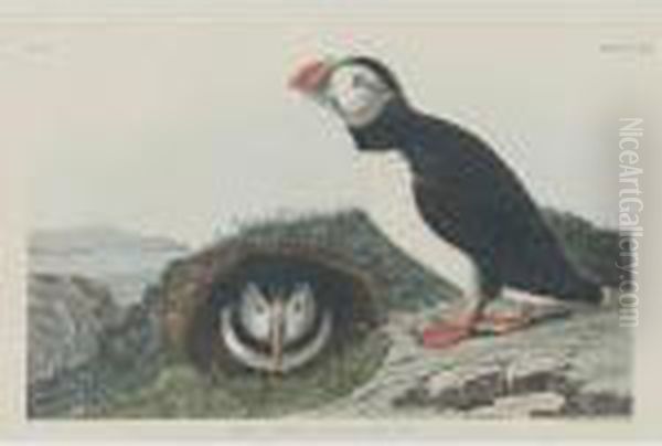Puffin (plate Ccxiii) Oil Painting by John James Audubon