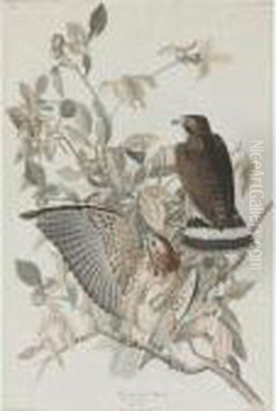 Broad-winged Hawk (plate Xci) Oil Painting by John James Audubon