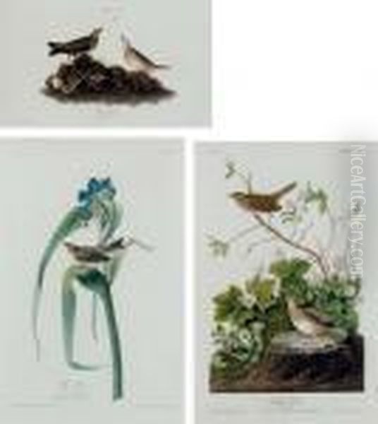 Brown Lark (plate X) Variant 1; 
Vigors Vireo (plate 30) Variant 1; Lincoln Finch (cxciii); And American 
Water Ouzel (plate Ccclxx) Oil Painting by John James Audubon