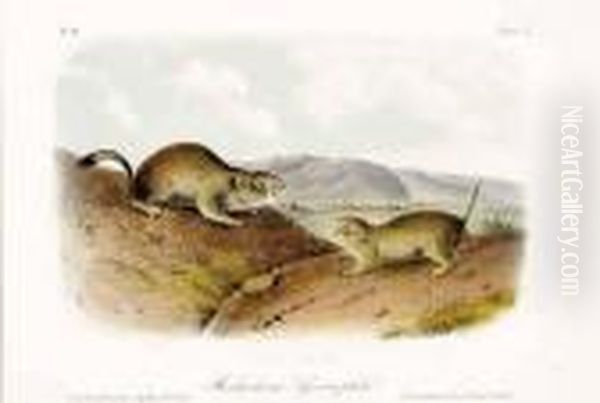 Five Works: Small Green-crested 
Flycatcher, Wilson's Meadow Shrew Mole, Common American Shrew Mole, 
Richardson's Spermophile, And Meadow Mouse Oil Painting by John James Audubon