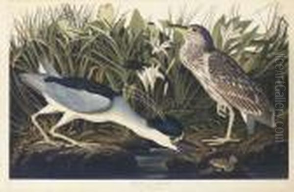 Night Heron Or Qua Bird (plate Ccxxxvi)
Ardea Nycticorax Oil Painting by John James Audubon