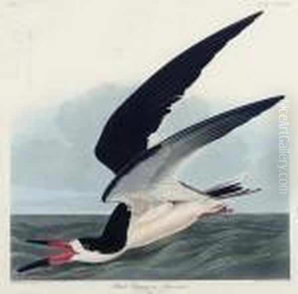 Black Skimmer (plate Cccxxiii)
Rynchops Niger Oil Painting by John James Audubon