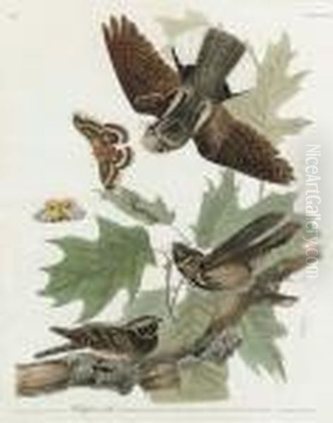 Whip-poor-will (plate Lxxxii)
Caprimulgus Vociferus Oil Painting by John James Audubon