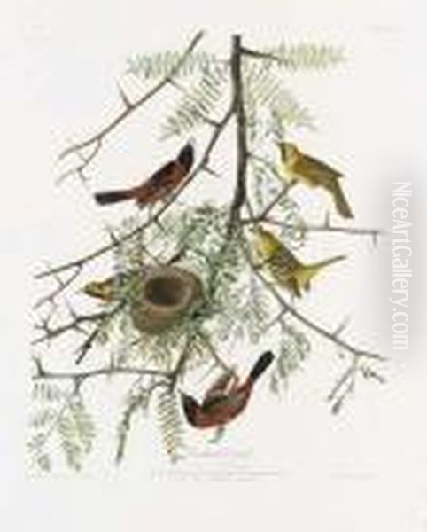 Orchard Oriole (plate Xlii)
Icterus Spurius Oil Painting by John James Audubon