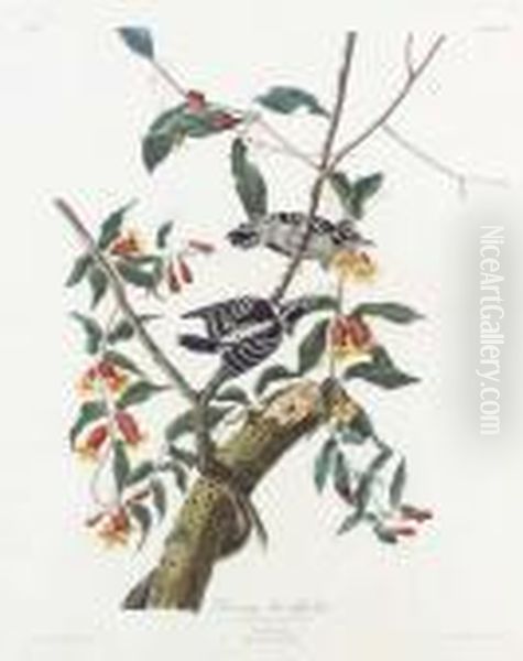 Downy Woodpecker (plate Cxii)
Picus Pubescens Oil Painting by John James Audubon