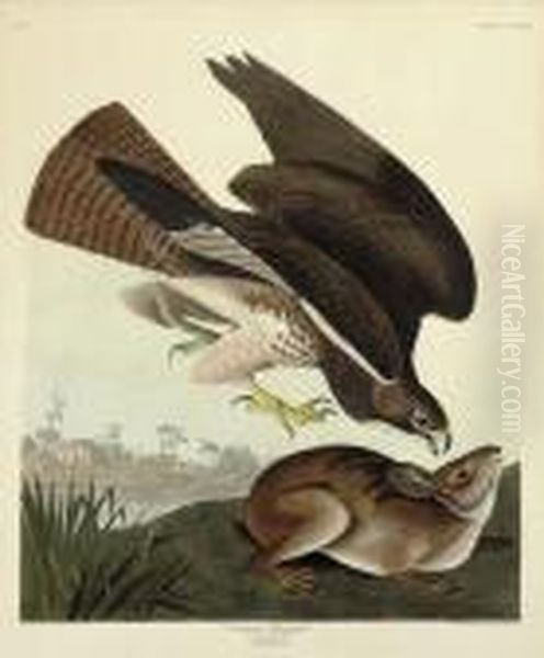 Common Buzzard (plate Ccclxxii)
Buteo Vulgaris Oil Painting by John James Audubon