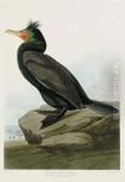 Double-crested Cormorant (plate Cclvii)
Phalacrocorax Oil Painting by John James Audubon