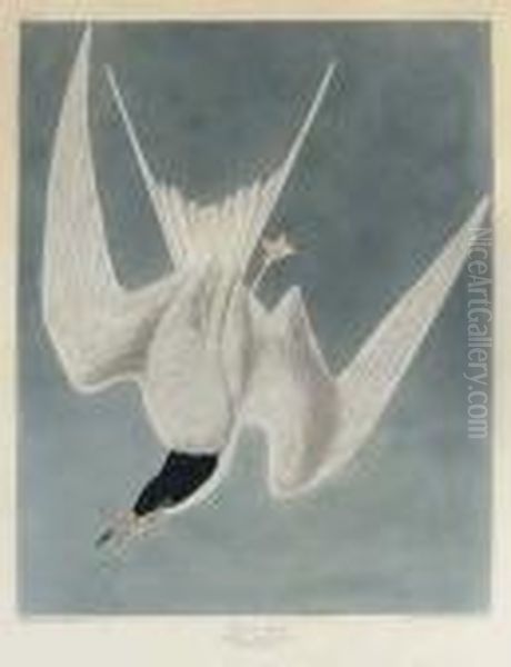 Great Tern (plate Cccix)
Common Tern, Sterna Hirundo Oil Painting by John James Audubon