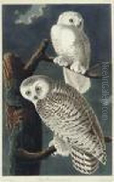 Snowy Owl (plate Cxxi)
Strix Nyctea Oil Painting by John James Audubon
