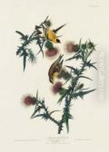 American Goldfinch (plate Xxxiii)
Carduelis Tristis Oil Painting by John James Audubon