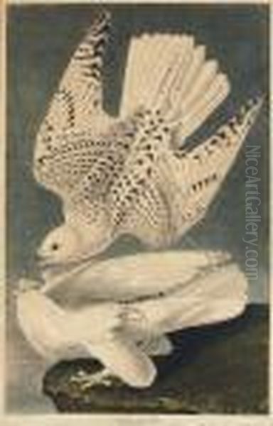 Iceland Or Jer Falcon (plate Ccclxvi)
Falco Islandicus Oil Painting by John James Audubon