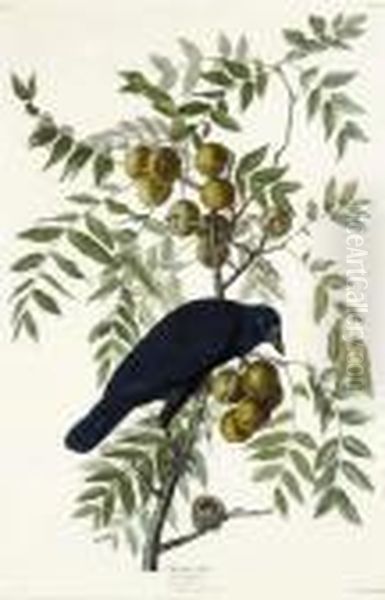 American Crow (plate Clvi)
Corvus Americanus Oil Painting by John James Audubon