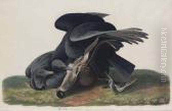 Black Vulture Or Carrion Crow (plate Cvi)
Cathartes Aratus Oil Painting by John James Audubon