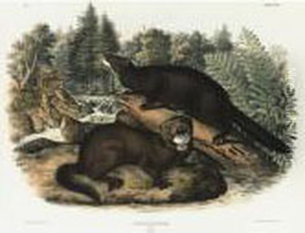 Collared Peccary And Mink (plates Xxxi And Xxxiii) Oil Painting by John James Audubon
