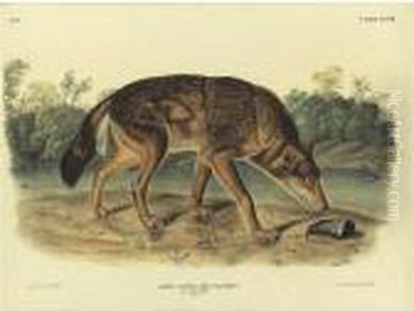 Red Texan Wolf (plate Lxxxii) Oil Painting by John James Audubon
