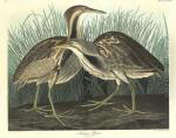 American Bittern (cccxxxvii) Oil Painting by John James Audubon