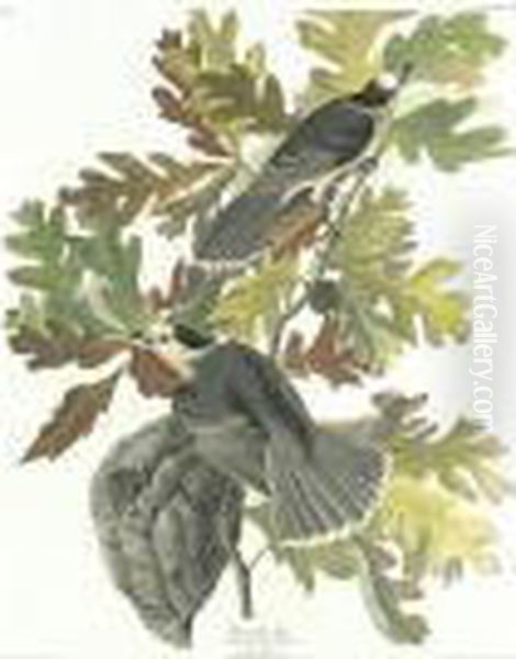 Canada Jay (plate Cvii) Oil Painting by John James Audubon