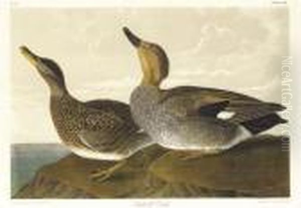 Gadwall Duck (plate 388) Oil Painting by John James Audubon