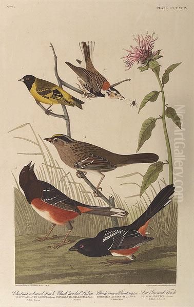 Chestnut Colored Finch, Black 
Headed Siskin, Black Crowned Bunting, Arctic Ground Finch, No. 79, Plate
 394 Oil Painting by John James Audubon