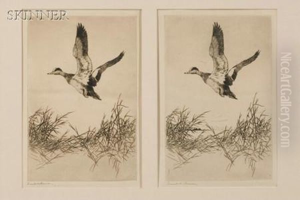 Impressions Of
 Widgeon Rising Oil Painting by Frank Weston Benson