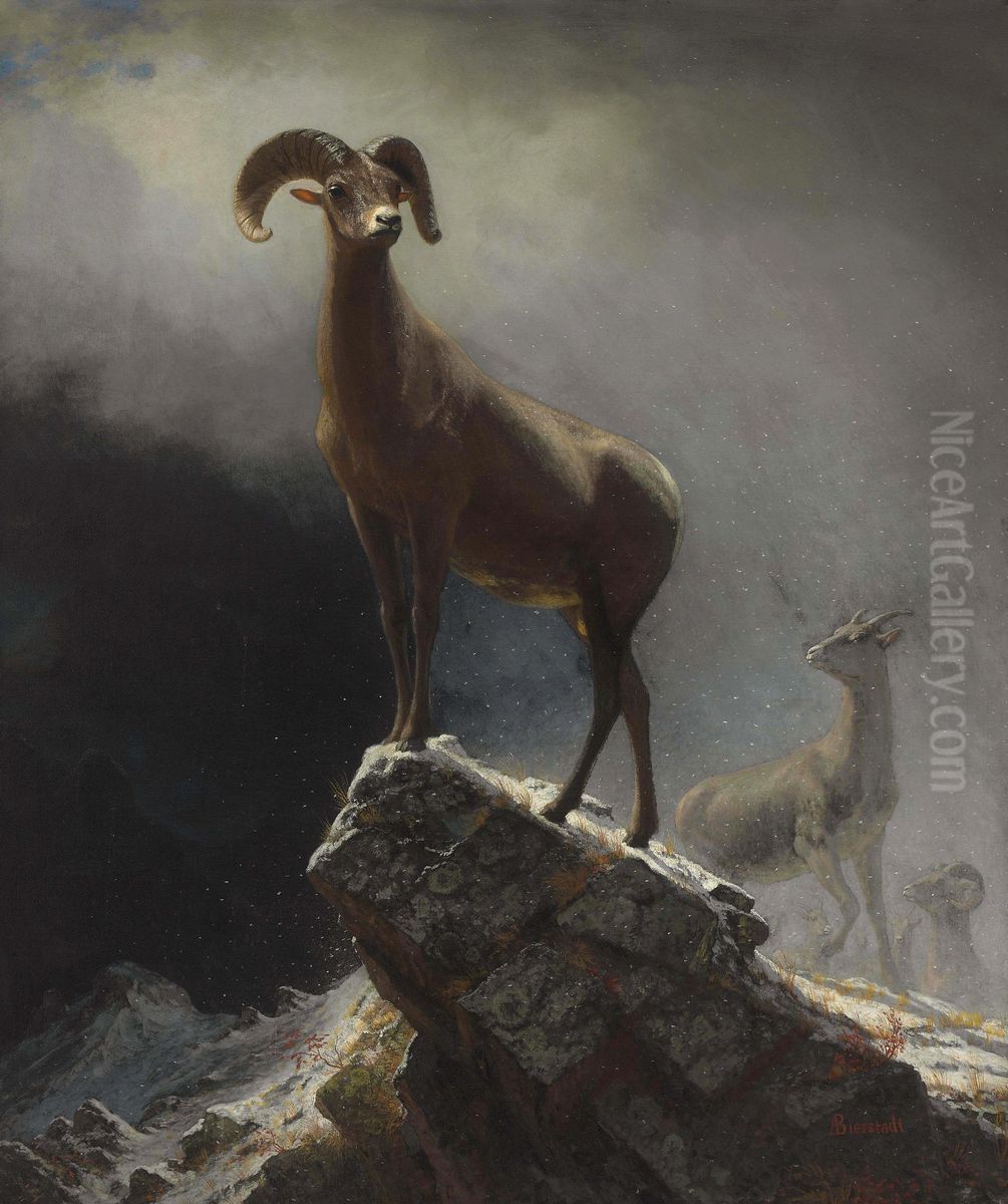 Rocky Mountain Sheep Or Big Horn, Ovis, Montana Oil Painting by Albert Bierstadt