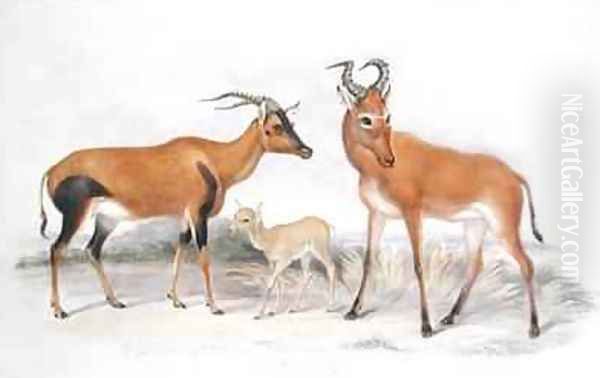 Damaliscus ancorrigum and Young and a Bubalis buselaphus from The Knowsley Menagerie Oil Painting by Benjamin Waterhouse Hawkins