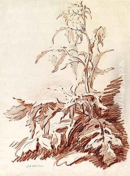 A Poppy Plant Oil Painting by Jean-Baptiste Huet