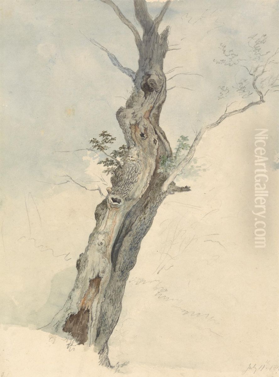 Tree Study Oil Painting by Robert Hills