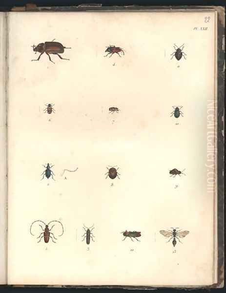 Beetles and Wasps Oil Painting by Humboldt, Friedrich Alexander, Baron von