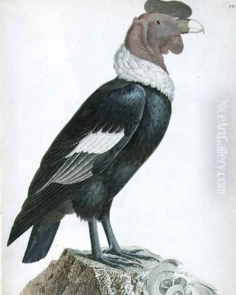 Andean Condor Vultur gryphus Oil Painting by Humboldt, Friedrich Alexander, Baron von