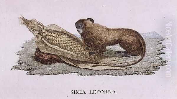 Simia Leonina Oil Painting by Humboldt, Friedrich Alexander, Baron von