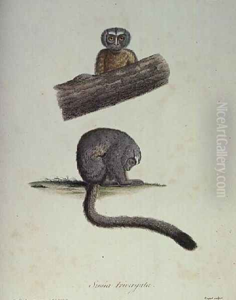 Simia Trivirgata Oil Painting by Humboldt, Friedrich Alexander, Baron von