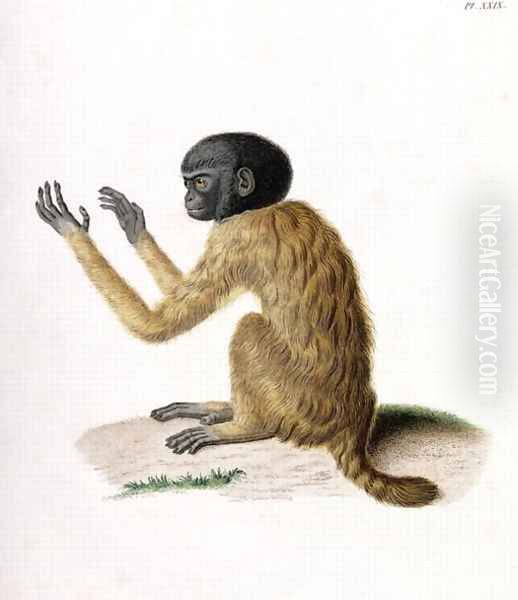 Simia Melanocephala Oil Painting by Humboldt, Friedrich Alexander, Baron von