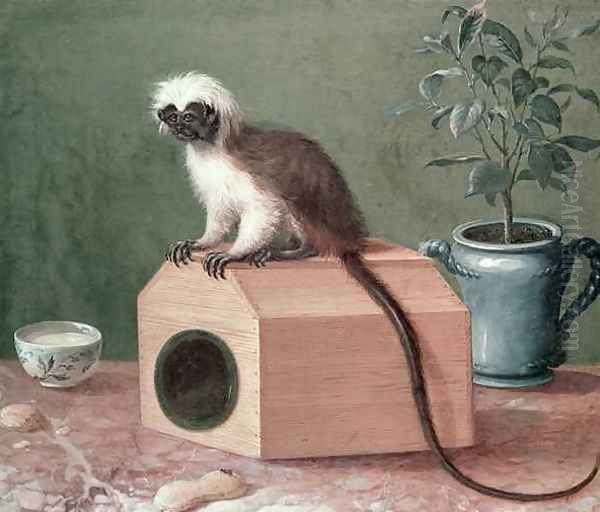 The Favourite Monkey of Carl Linnaeus 1707-78 Oil Painting by Gustavus Hesselius