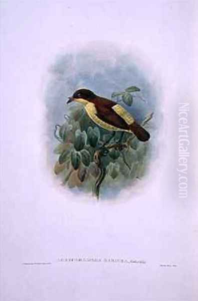 Loboparadisea serica Waterbilled Bird of Paradise Oil Painting by W. & Keulemans, J.G. Hart
