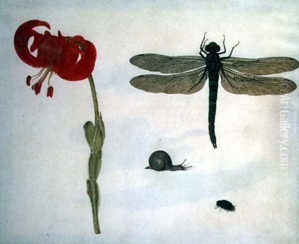 Study of a red tiger lily a snail a beetle and a dragonfly Oil Painting by Herman Henstenburgh