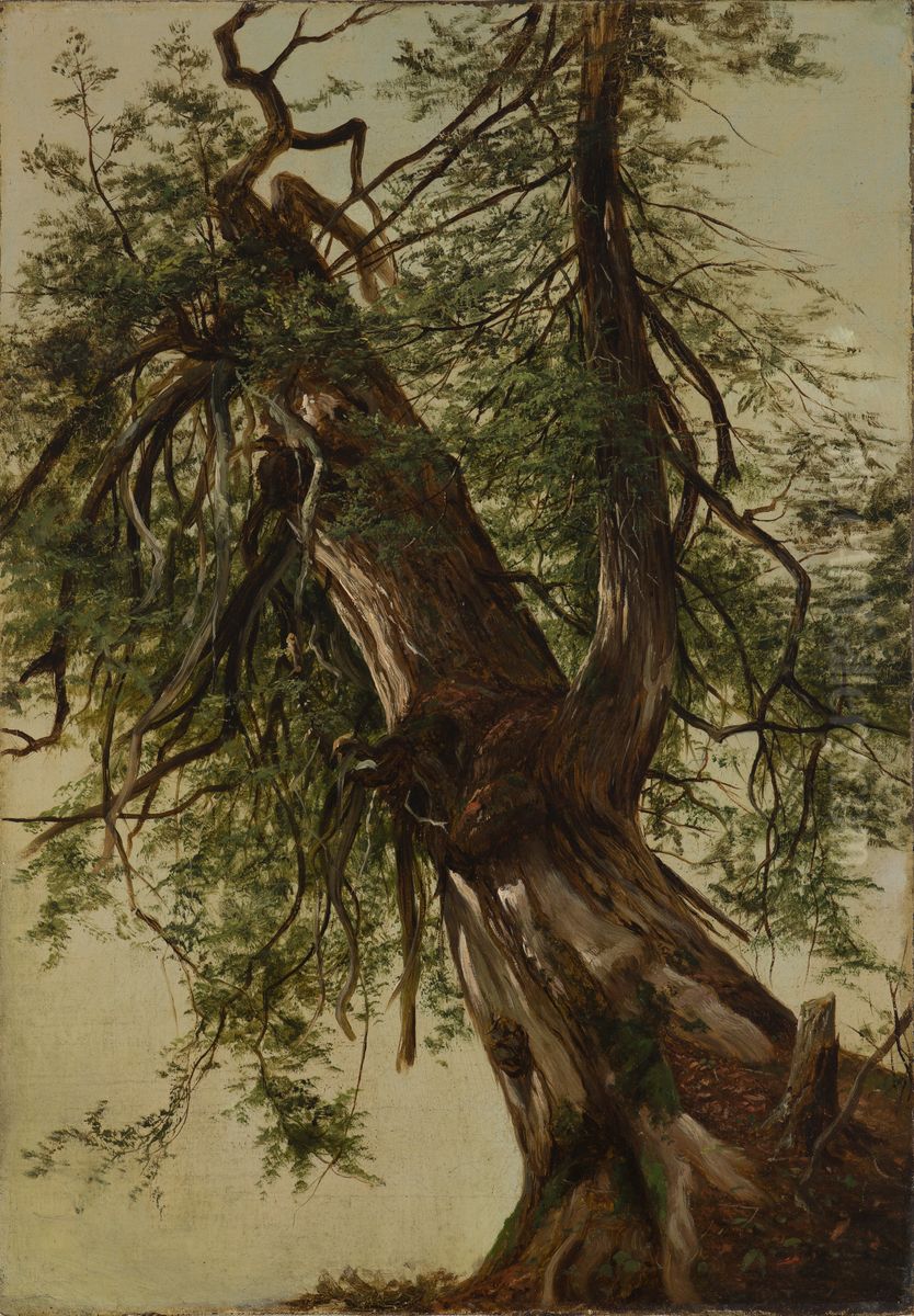Study of a Cedar Oil Painting by David Johnson