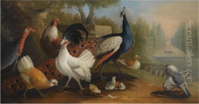 A Peacock, A Turkey, Chickens And Doves In A Garden Setting Oil Painting by Pieter Casteels