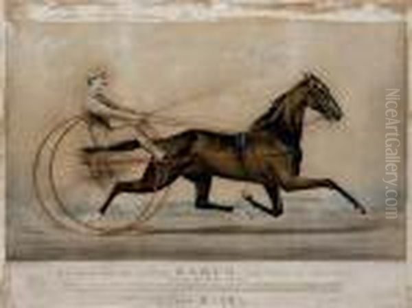 R.b. Conkling's Bay Gelding 
Rarus. The 